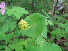 Lonicera hirsuta