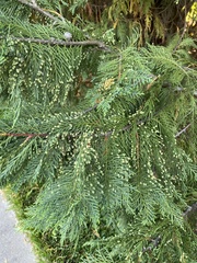 Cupressus × leylandii