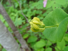 Lonicera hirsuta