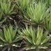 Agave angustiarum - Photo (c) Leticia Soriano Flores, μερικά δικαιώματα διατηρούνται (CC BY-NC), uploaded by Leticia Soriano Flores