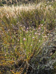 Monardella viminea