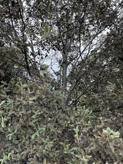 Quercus