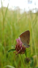 Lycaena hippothoe