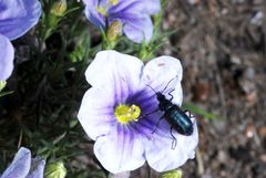 Nierembergia linariifolia