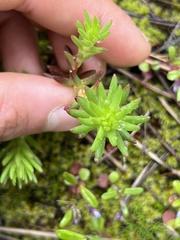 Sedum stenopetalum