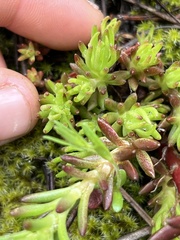 Sedum stenopetalum