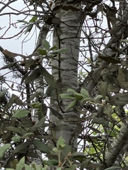Quercus