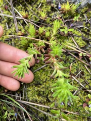 Sedum stenopetalum