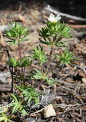 Leptosiphon nuttallii