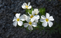 Leptosiphon nuttallii