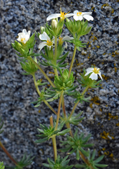 Leptosiphon nuttallii