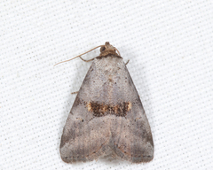 Hyperstrotia flaviguttata