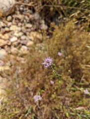 Monardella viminea