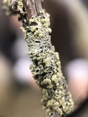 Parmeliopsis capitata