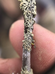 Parmeliopsis capitata