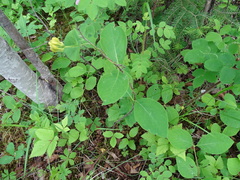 Lonicera hirsuta