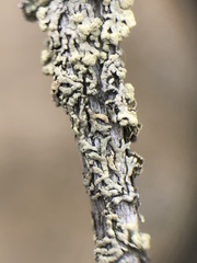 Parmeliopsis capitata