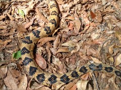 Crotalus totonacus