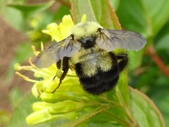 Bombus bimaculatus