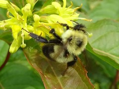 Bombus bimaculatus