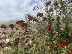 Salpiglossis