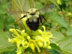 Bombus bimaculatus
