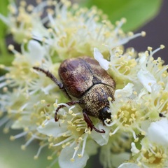 Hoplia trifasciata