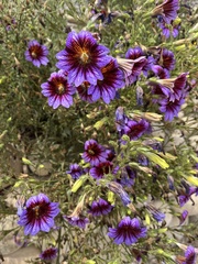Salpiglossis