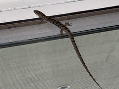 Elgaria multicarinata