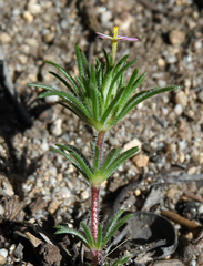 Leptosiphon ciliatus