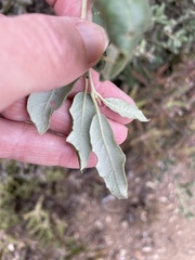 Quercus