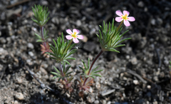Leptosiphon ciliatus