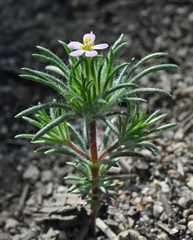 Leptosiphon ciliatus