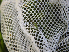 Megaloceroea recticornis