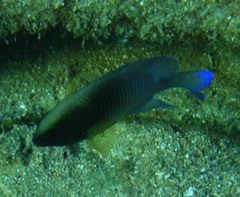 Stegastes xanthurus