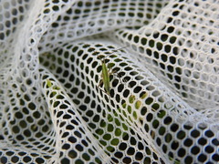 Megaloceroea recticornis