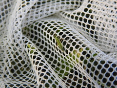 Megaloceroea recticornis