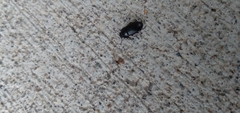 Blapstinus discolor
