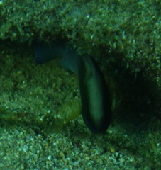 Stegastes xanthurus