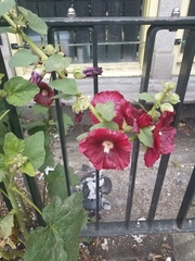 Alcea