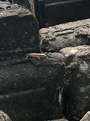 Eutropis multifasciata
