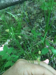 Carex communis