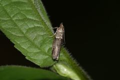 Acrobasis obliqua