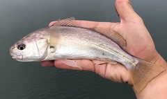 Genyonemus lineatus