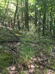 Poa nemoralis