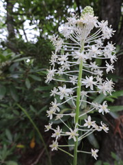 Xerophyllum asphodeloides