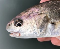 Genyonemus lineatus