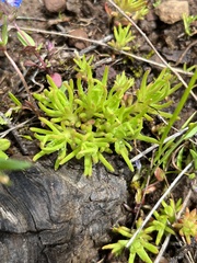 Sedum stenopetalum