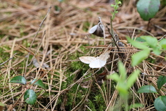 Petrophora subaequaria