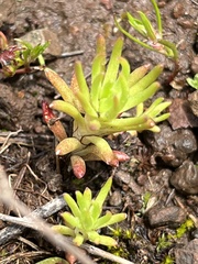 Sedum stenopetalum